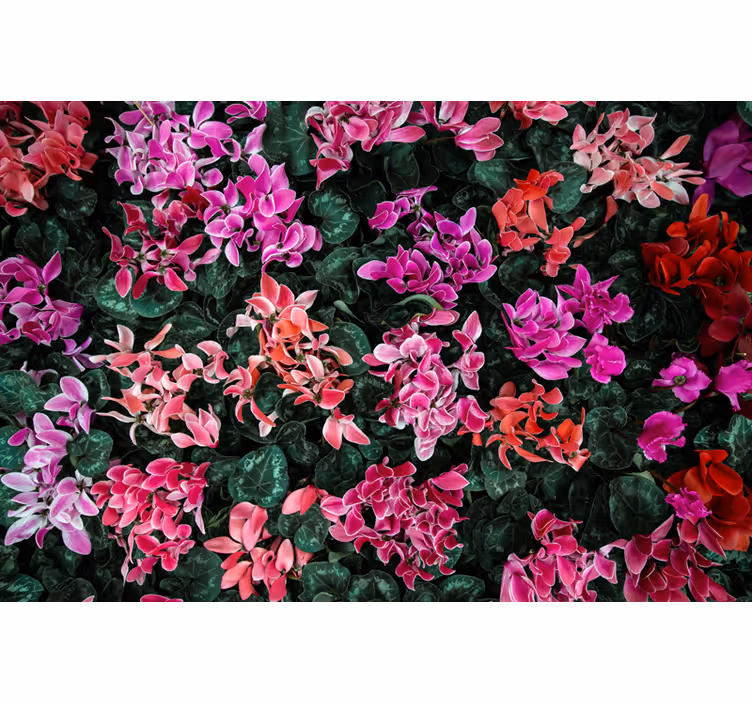 Photo murale de fleurs Violettes des Alpes - TenStickers