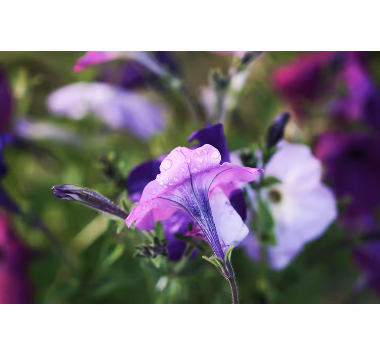 Photo murale Fleur Soldanelle des Alpes - TenStickers