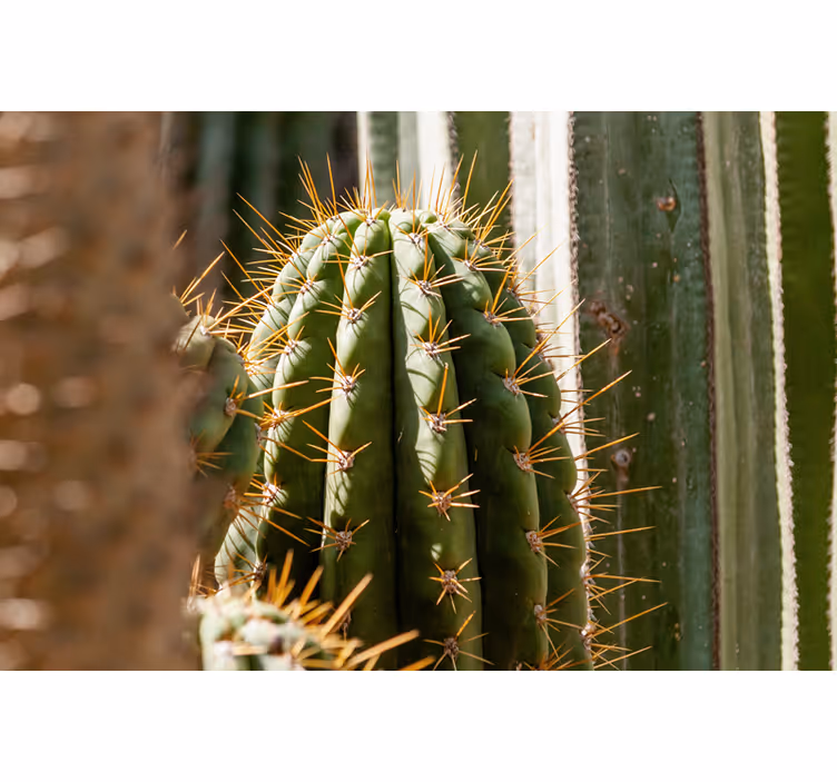 Tapisserie désert vue sur un cactus - TenStickers