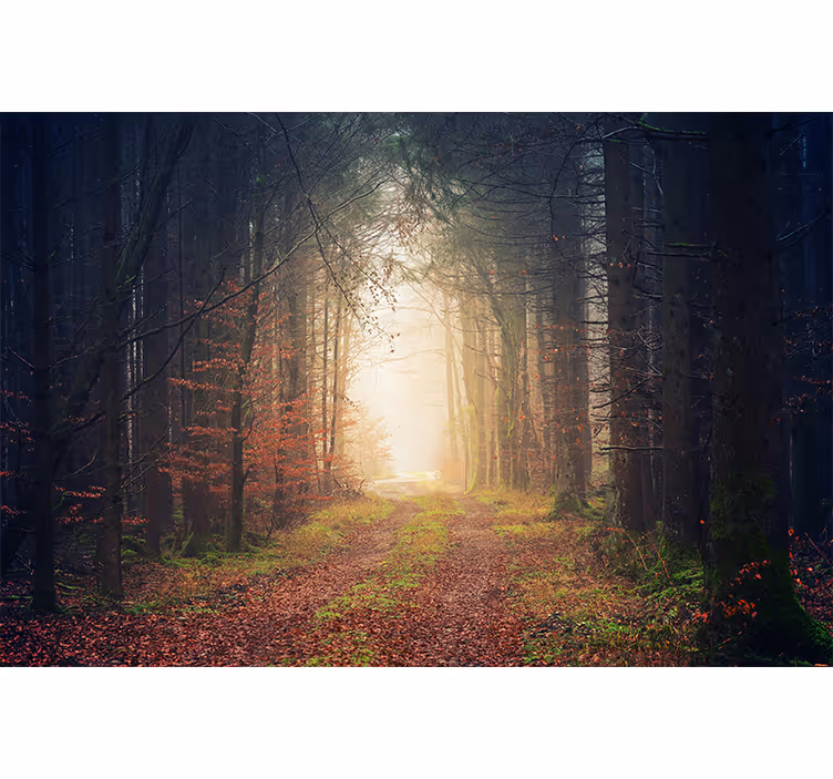 Tapisserie murale forêt route d'automne - TenStickers