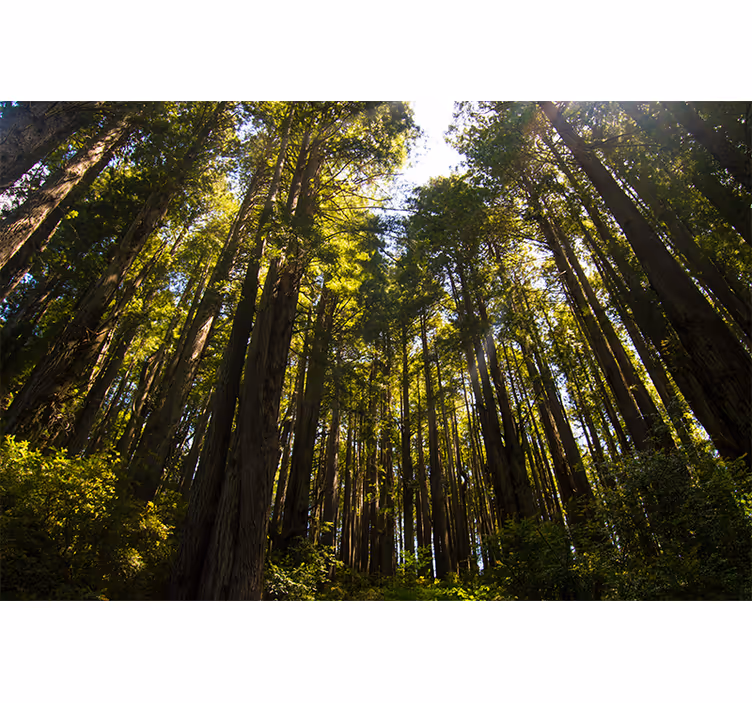 Tapisserie murale forêt grands arbres - TenStickers