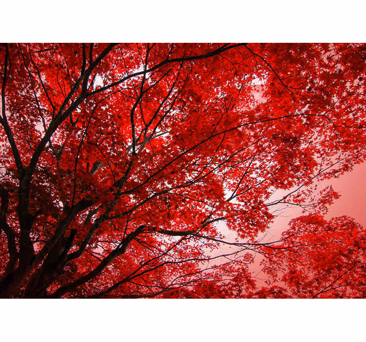 Tapisserie murale arbre feuilles rouges - TenStickers
