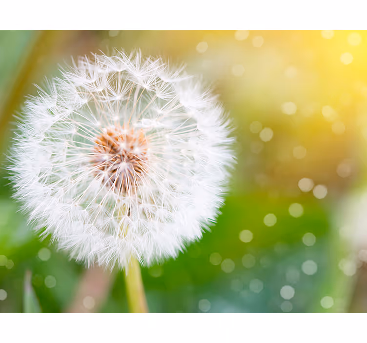 Tapisserie nature fleur de pissenlit verte et blanche - TenStickers