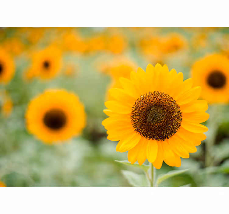 Tapisserie fleur point focal du tournesol - TenStickers