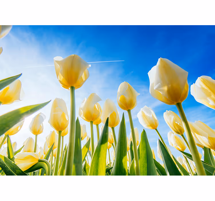 Tapisserie tulipes champ ensoleillé - TenStickers