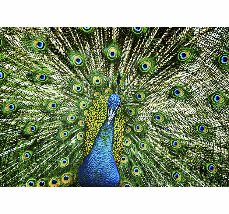 Tapisserie animaux affichage de plumes de paon - TenStickers