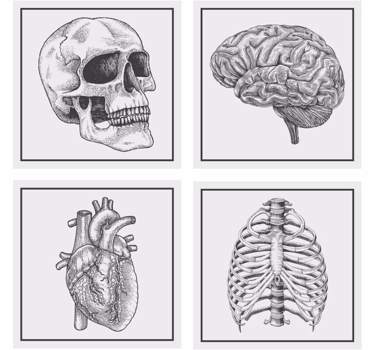 Sous verre bière crâne anatomique cerveau coeur squelette - TenStickers