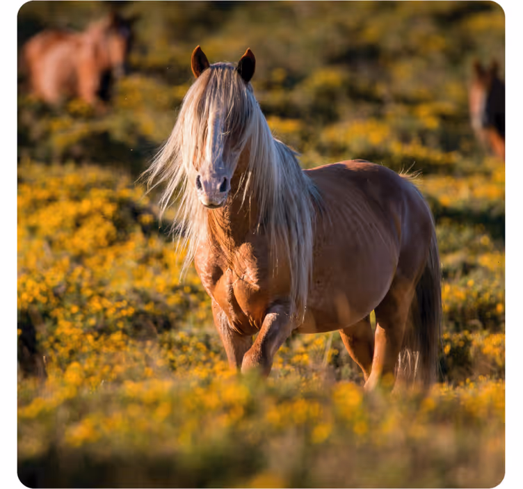 Sous verre moderne cheval majestueux dans un champ - TenStickers