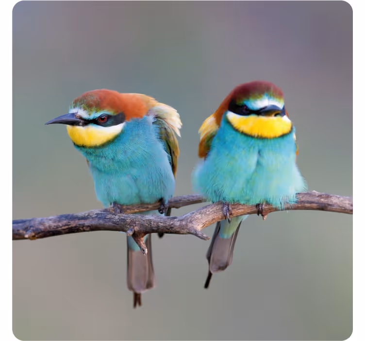 Sous verre moderne oiseaux colorés perchés - TenStickers
