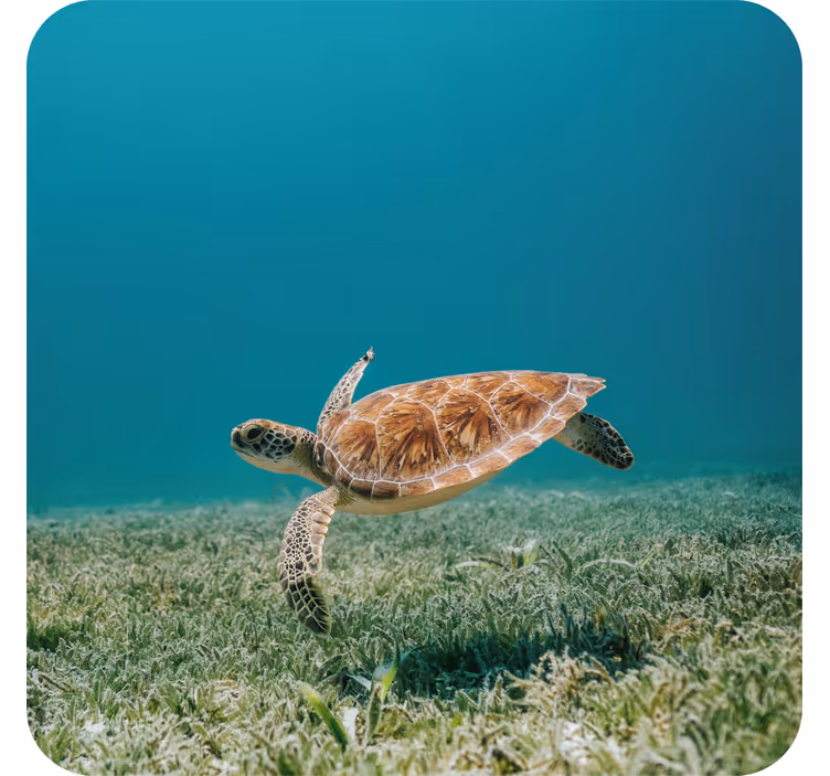 Sous verre moderne tortue de mer nageante - TenStickers