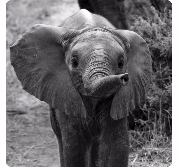 Sous verre vintage éléphant bébé adorable - TenStickers