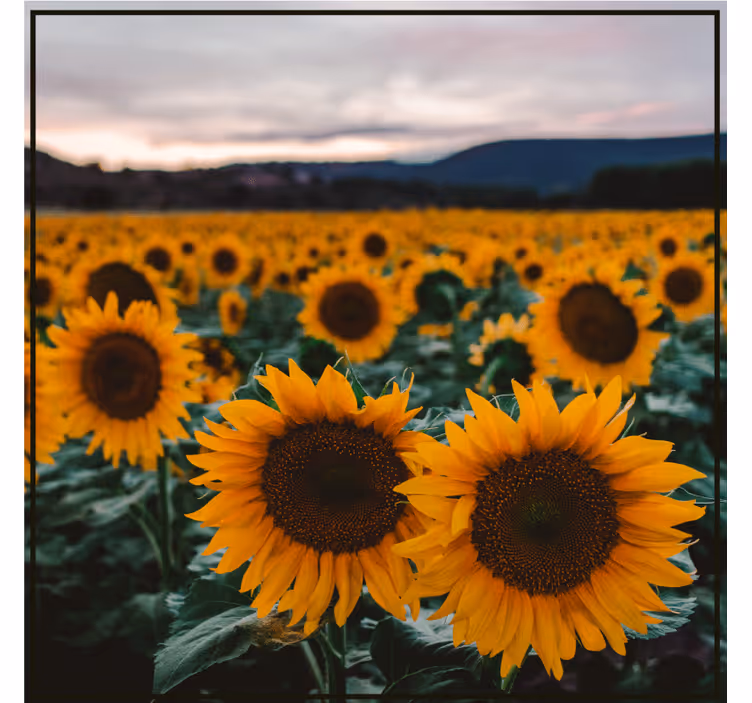 Sous verre personnalisable champ de tournesols - TenStickers