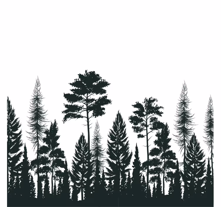 Sous verre silhouette de grands pins - TenStickers
