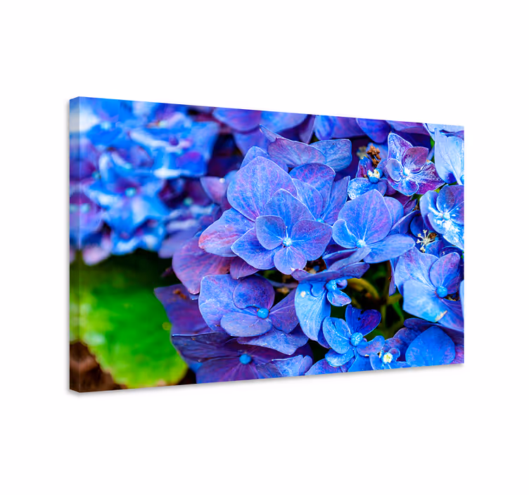 Tableau bleu fleurs d'hortensia - TenStickers