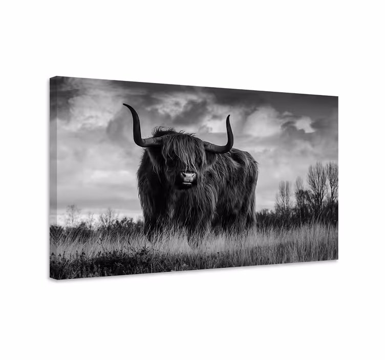 Tableau animal Bovins highland noir et blanc - TenStickers