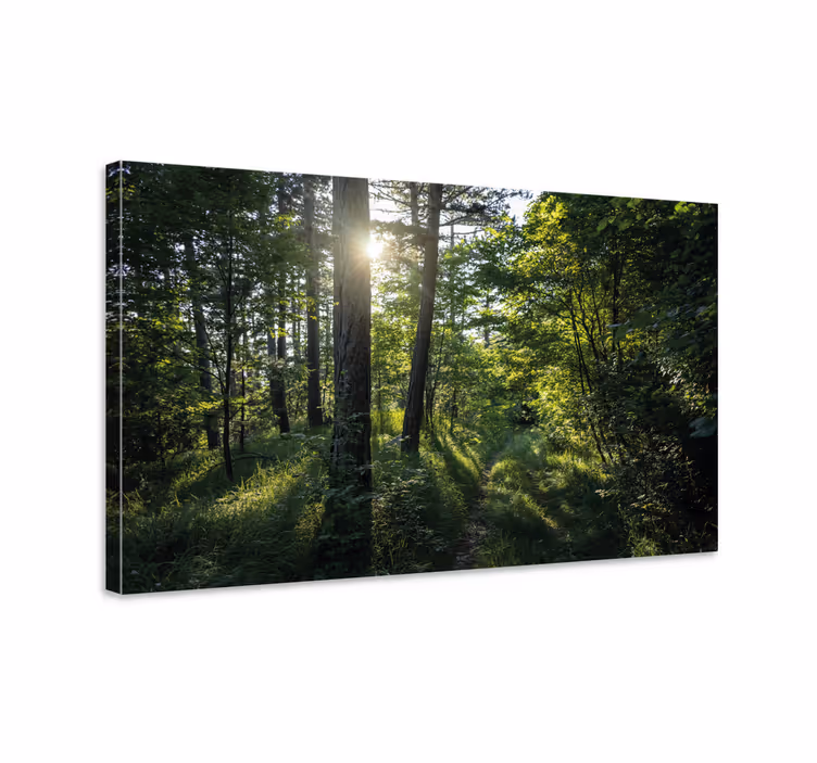 Tableau paysages sentier forestier illuminé - TenStickers