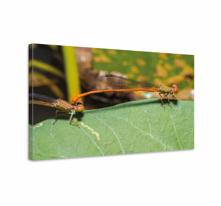 Tableau libellule paire de libellules - TenStickers
