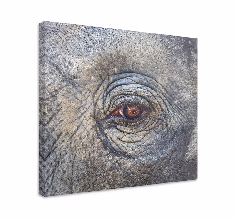 Tableau éléphants détail de l'œil d'éléphant - TenStickers