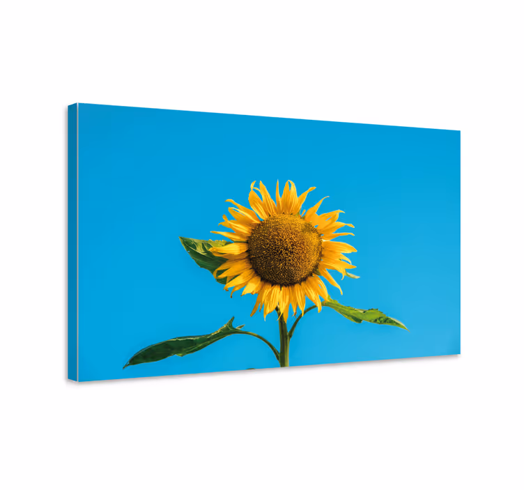 Tableau fleurs et plantes fleur de tournesol radieuse - TenStickers