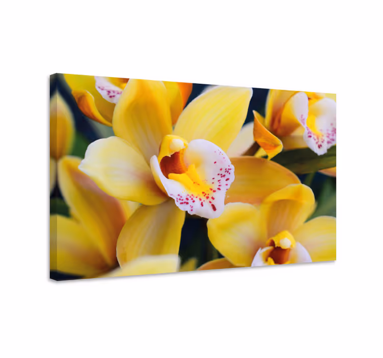 Tableau fleurs et plantes orchidées éclatantes - TenStickers