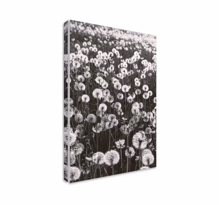Tableau fleurs et plantes pissenlits délicats - TenStickers