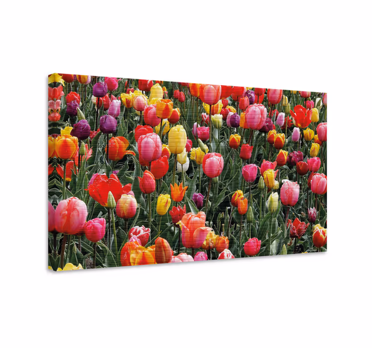 Tableau fleurs et plantes tulipes colorées - TenStickers