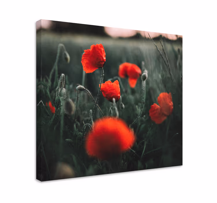 Tableau fleurs et plantes pétales de coquelicots vifs - TenStickers