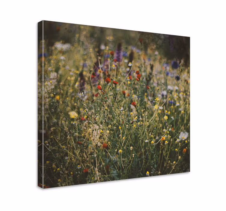 Tableau fleurs et plantes prairie de fleurs sauvages - TenStickers