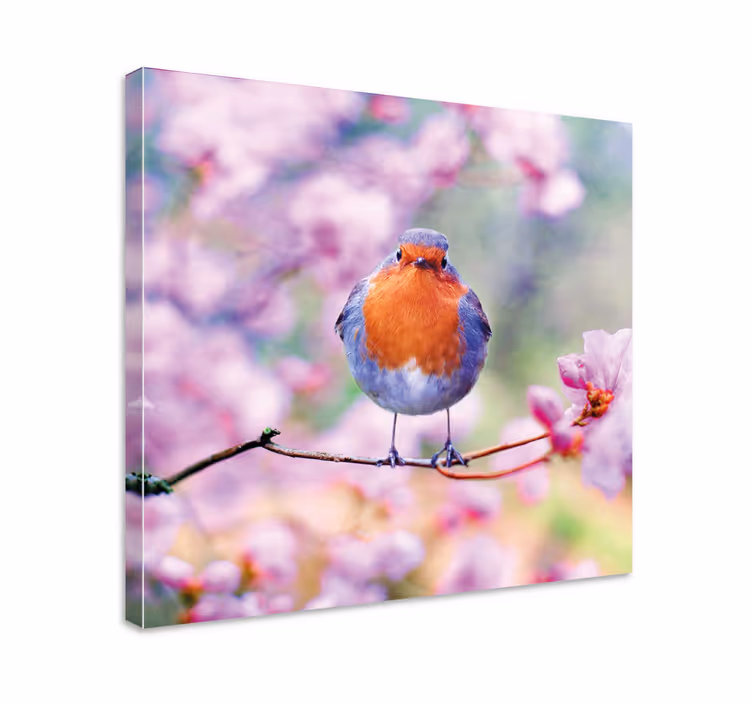 Tableau oiseaux rouge-gorge charmant perché - TenStickers
