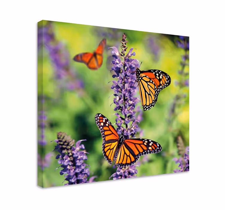 Tableau papillons rassemblement de papillons monarque - TenStickers