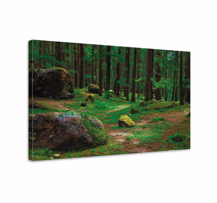 Tableau arbres sentier forestier luxuriant - TenStickers