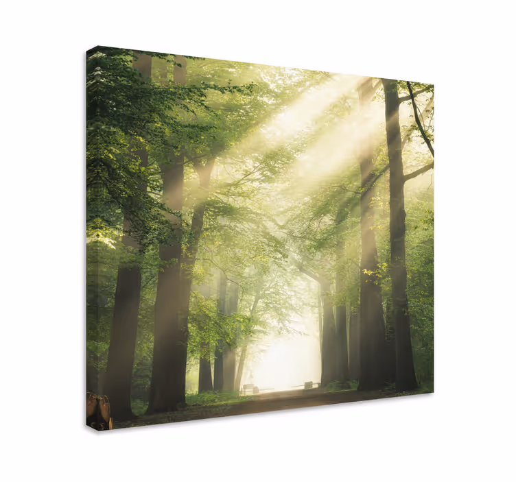 Tableau arbres sentier forestier brumeux - TenStickers