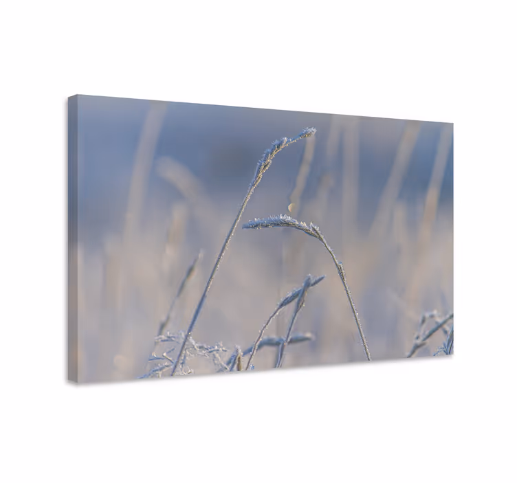 Tableau fleurs et plantes tiges d'herbe gelées - TenStickers