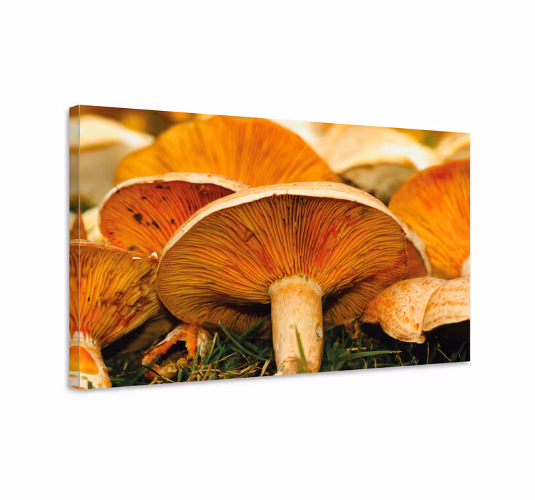 Tableau fleurs et plantes détails champignons - TenStickers