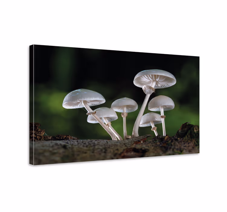 Tableau fleurs et plantes forêt de champignons - TenStickers