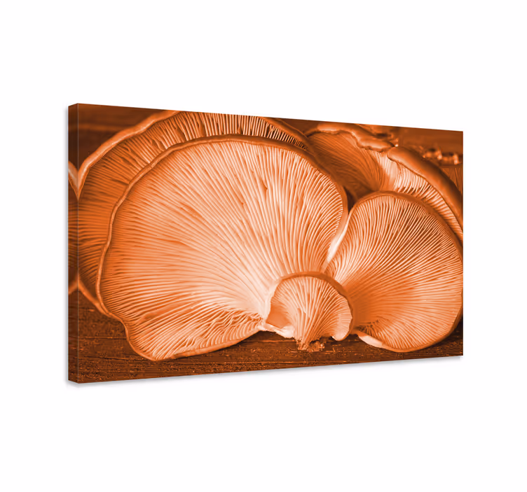 Tableau fleurs et plantes champignon huître en gros plan - TenStickers