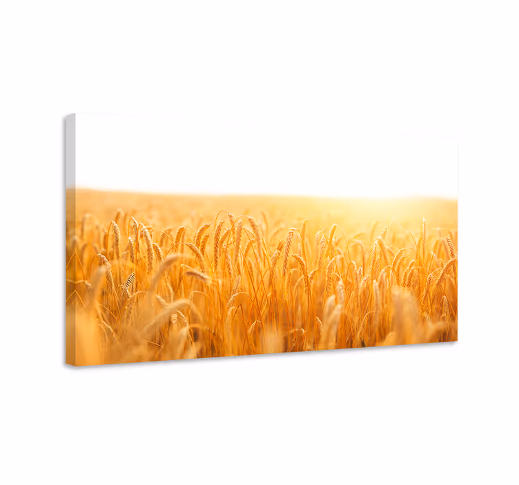Tableau fleurs et plantes champ de blé doré - TenStickers