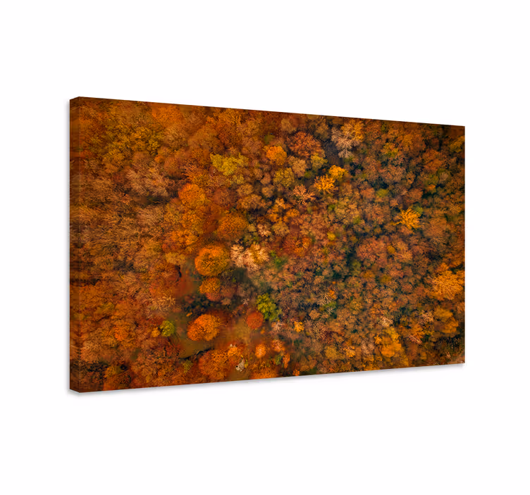 Tableau arbres canopée d'automne - TenStickers