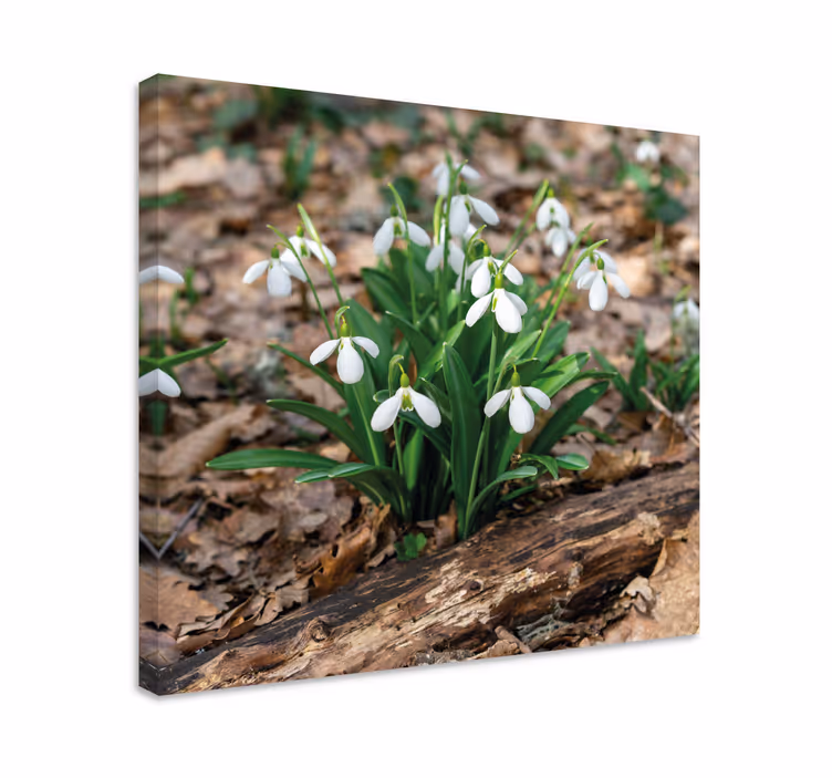 Tableau fleurs et plantes fleurs de perce-neige en fleur - TenStickers
