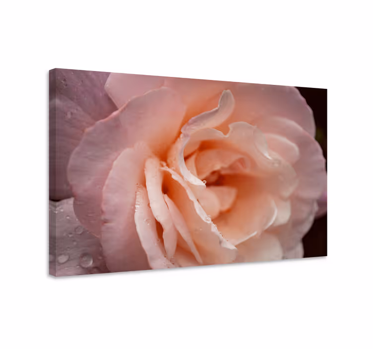 Tableau fleurs et plantes rose délicate en fleurs - TenStickers