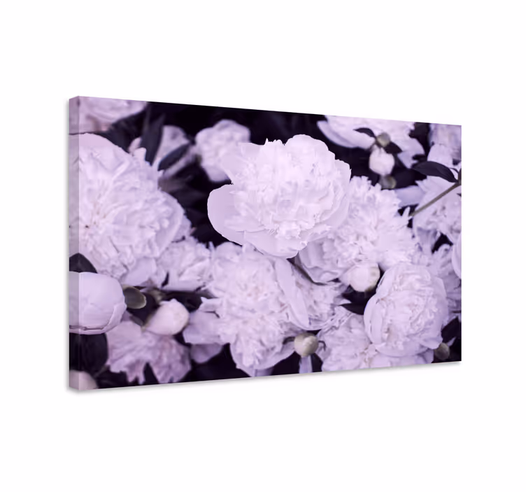 Tableau fleurs et plantes pivoines violettes en fleurs - TenStickers