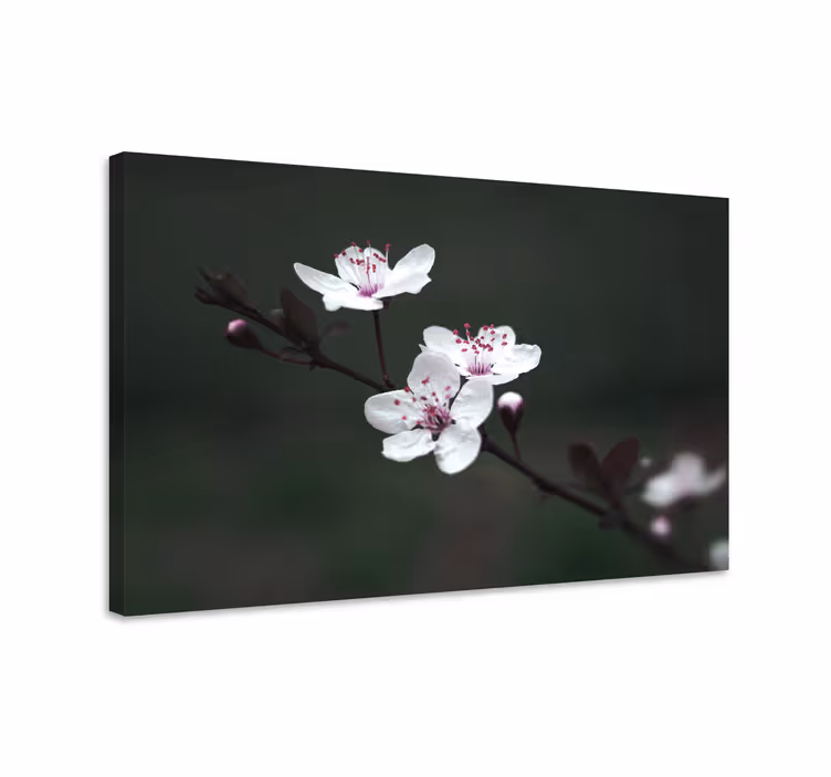 Tableau fleurs et plantes fleurs délicates en fleurs - TenStickers