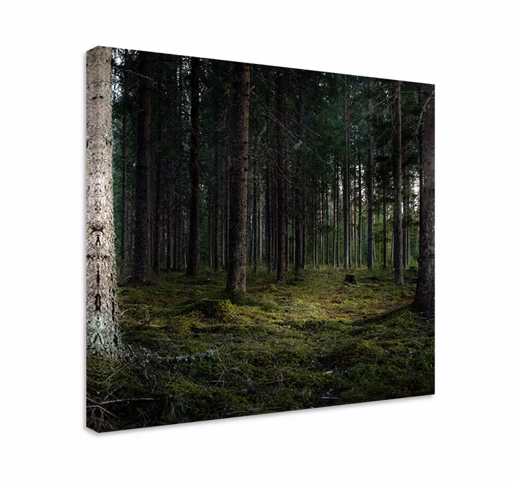 Tableau arbres profondeurs de forêt sereine - TenStickers
