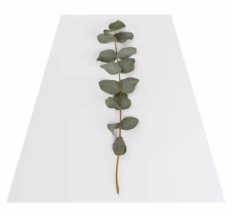 Tapis vinyle fleurs et plantes feuilles d'eucalyptus - TenStickers