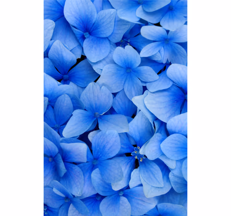 Papier peint salon motif pétales d'hortensia - TenStickers