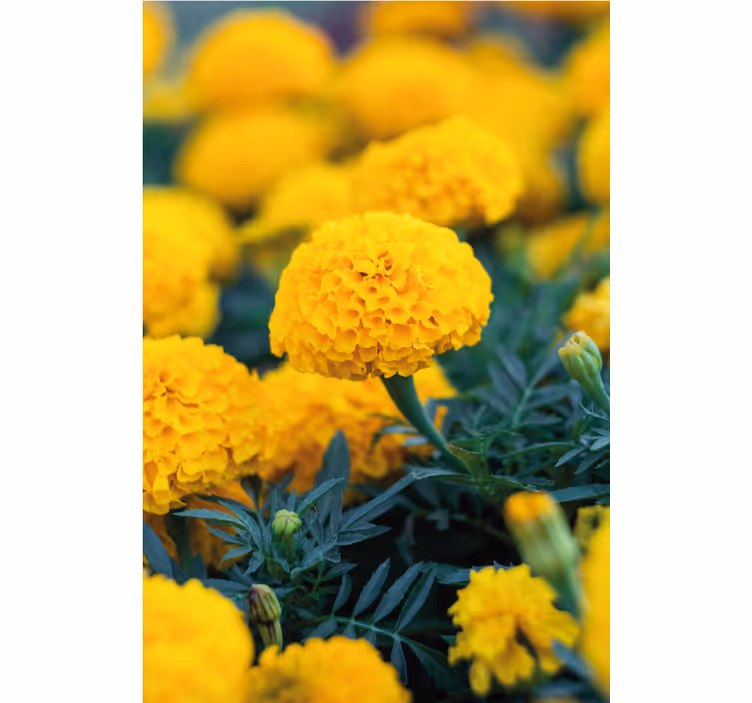 Papier peint floral fleurs de souci jaunes - TenStickers