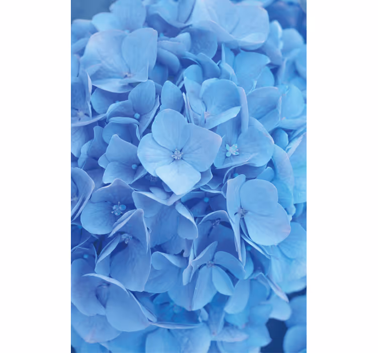 Papier peint floral fleurs d'hortensia - TenStickers