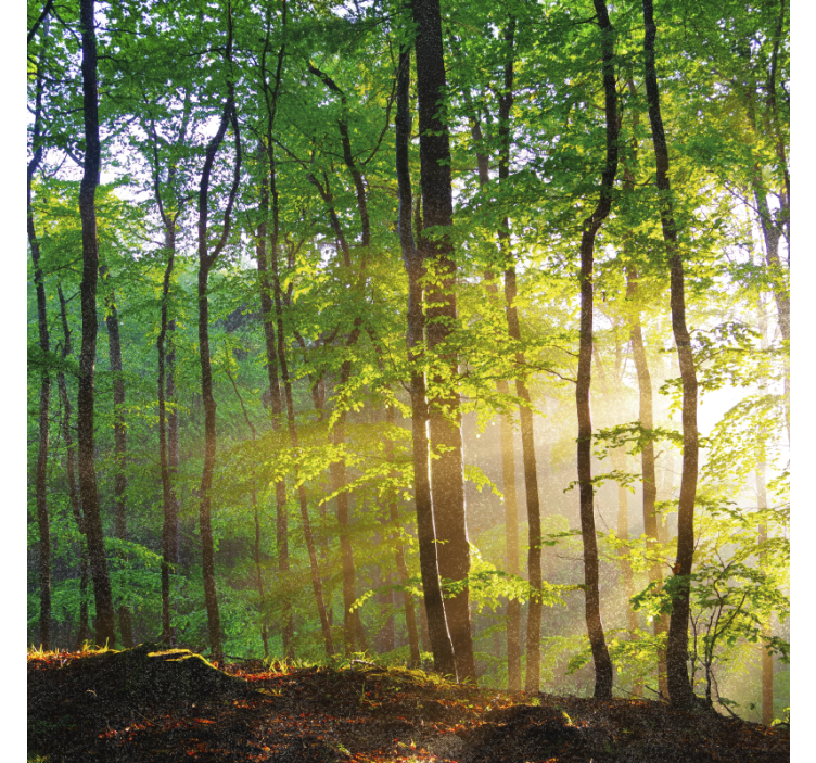 Store enrouleur arbre lumière naturelle en forêt - TenStickers