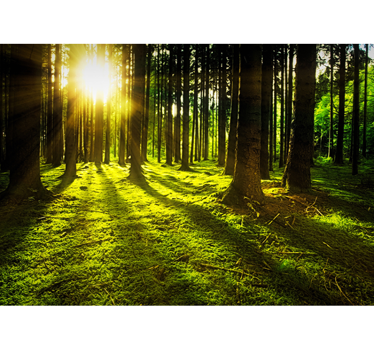 Store enrouleur vert forêt ensoleillée - TenStickers