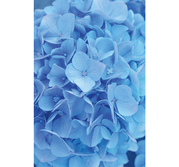 Stores fleurs Hortensia - TenStickers